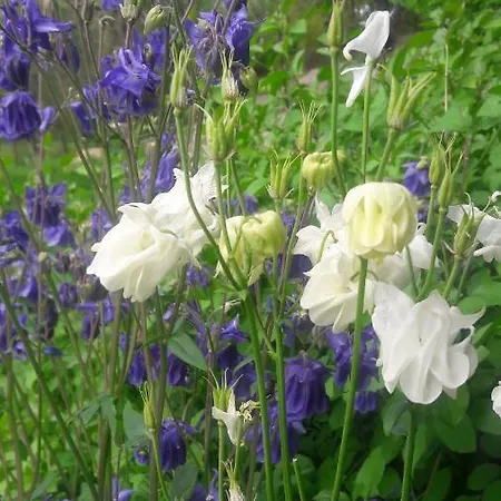 Frühstückspension Taillefer 3*