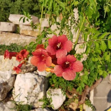 Taillefer Saint Paul de Loubressac