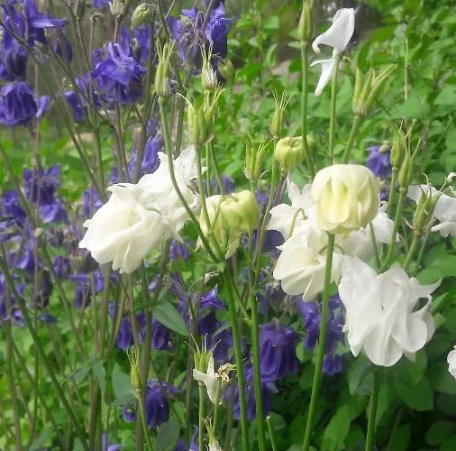 Bed & Breakfast Taillefer 3*