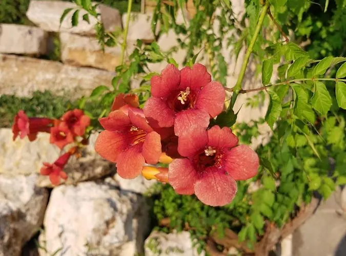 Taillefer Saint Paul de Loubressac